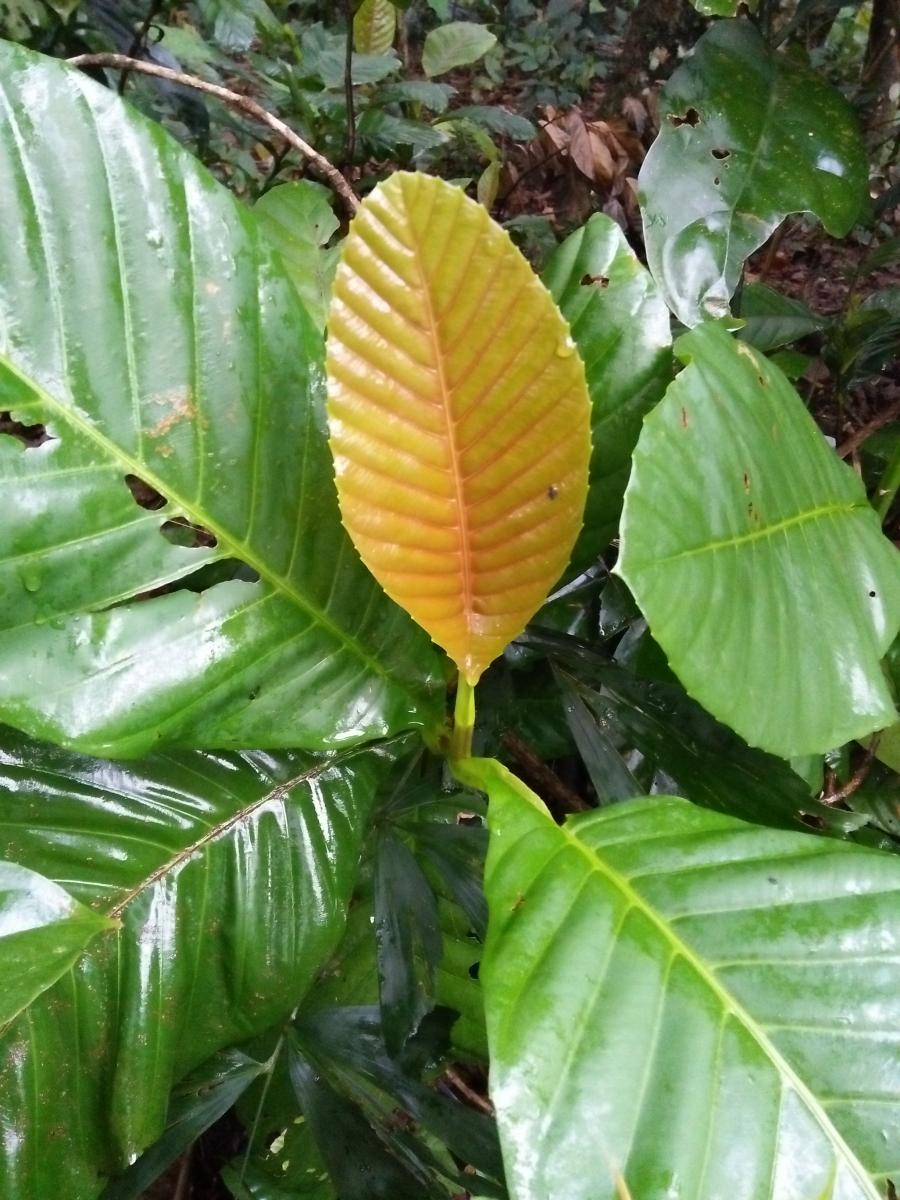 220- A young leaf with older leaves.